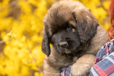Leonberger cuccioli