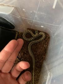 Thamnophis Marcianus