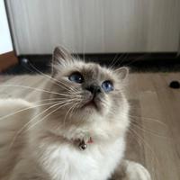 Sacro di Birmania per accoppiamento