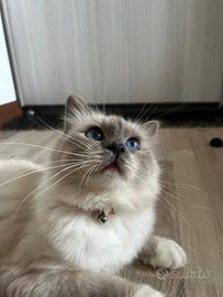 Sacro di Birmania per accoppiamento