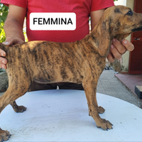 Cucciola Segugio maremmano