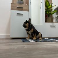 Bulldog francese per monta