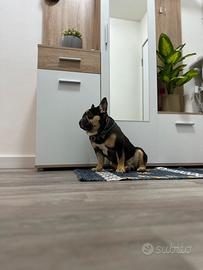 Bulldog francese per monta