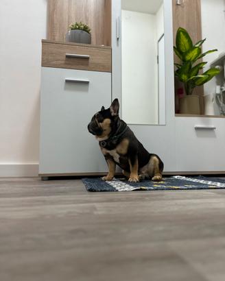 Bulldog francese per monta