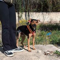 Morbidello in adozione