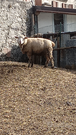 Disponibile maschio texel incrocio bianalpina