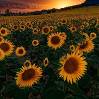 Cassiera scaffalista barista