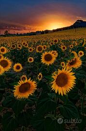 Cassiera scaffalista barista