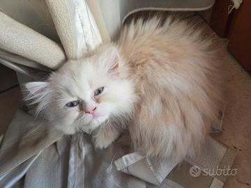 Cucciolo di gattino persiano