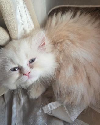 Cucciolo di gattino persiano