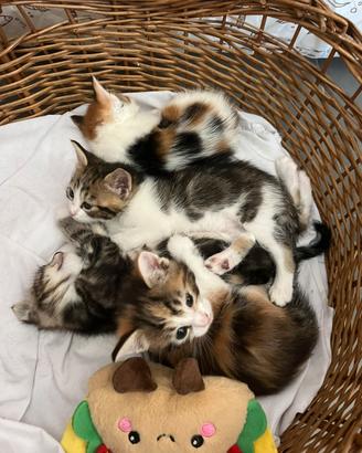 Cuccioli di mamma main Coon