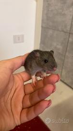 Cuccioli ratto domestico