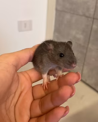 Cuccioli ratto domestico