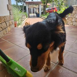 Cagnolina tenera