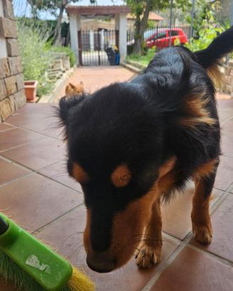 Cagnolina tenera