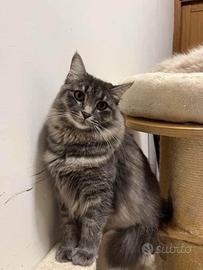 Gatto siberiano