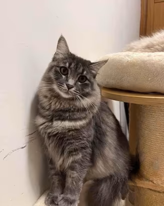 Gatto siberiano