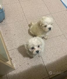 Maltese toy