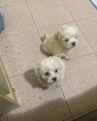 Maltese toy