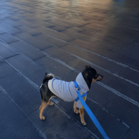 Dog sitter adatta a te ?