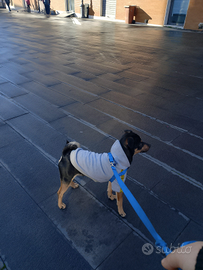 Dog sitter adatta a te ?