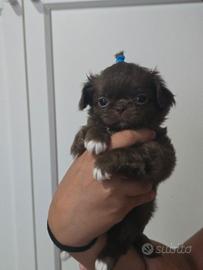 Chihuahua