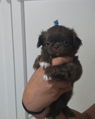 Chihuahua