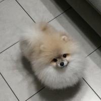Spitz tedesco nano (POMERANIA)