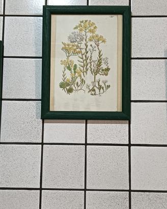 Stampe botaniche