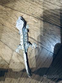 Ciliatus maschio Harley