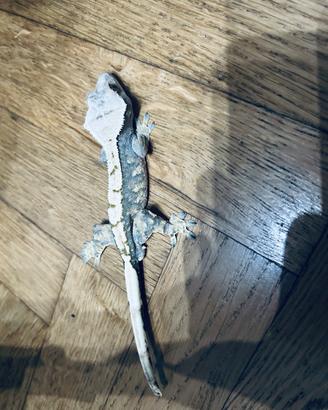 Ciliatus maschio Harley