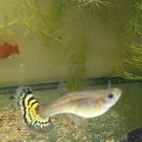 Guppy