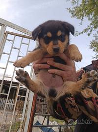 Cuccioli pastore australiano