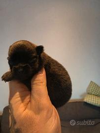 Cucciola spitz pomerania enci