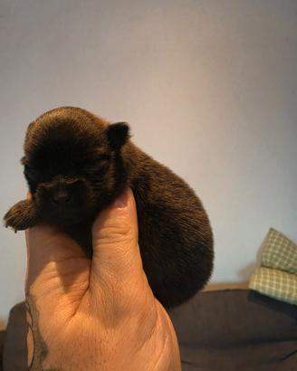 Cucciola spitz pomerania enci