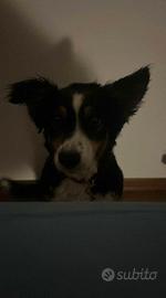 Border Collie Femmina