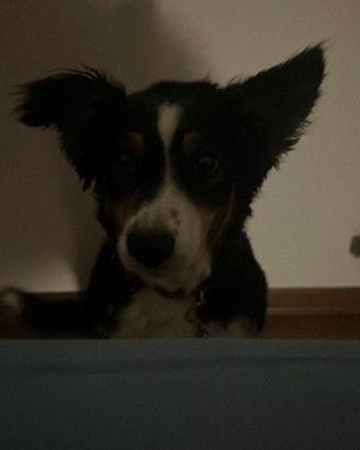 Border Collie Femmina