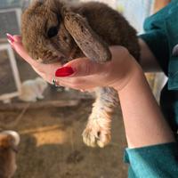 Coniglio ariete cucciola