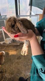 Coniglio ariete cucciola