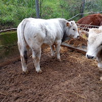 Vitelli Limousine/marchigiani