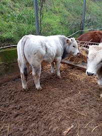 Vitelli Limousine/marchigiani