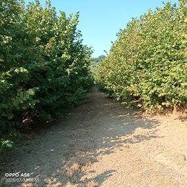 Noccioleti terreno agricolo