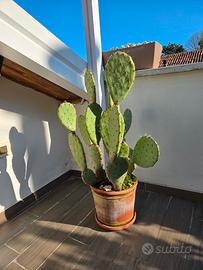 Pianta di fico d ' indua