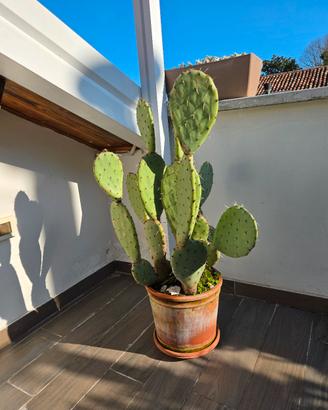 Pianta di fico d ' indua