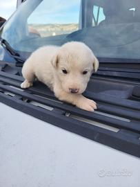 Cuccioli di golden retriever