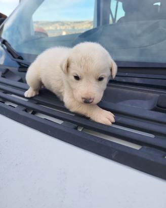 Cuccioli di golden retriever