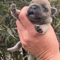 Bulldog francese