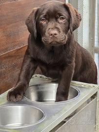Cuccioli Labrador chocolate