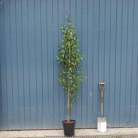 Betulla in vaso altezza 250 cm