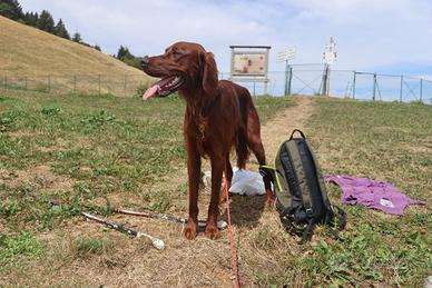 Setter Irlandese maschio con Pedigree ENCI